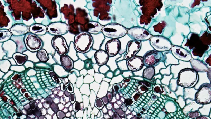 O Que Acontece com Suas Células Quando Você Bebe: A Bioquímica do Álcool nas Membranas