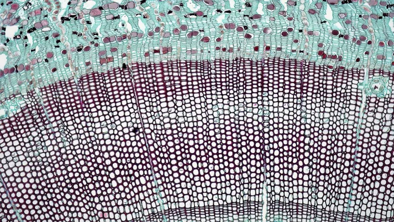 A Pele Como Espelho Celular: O Que as Suas Membranas Revelam Sobre a Sua Saúde Interior